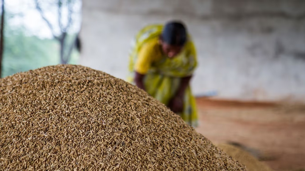 Photo d’une femme en arrière-plan vêtue d’un habit jaune. Une récolte de riz est au premier plan de la photo.