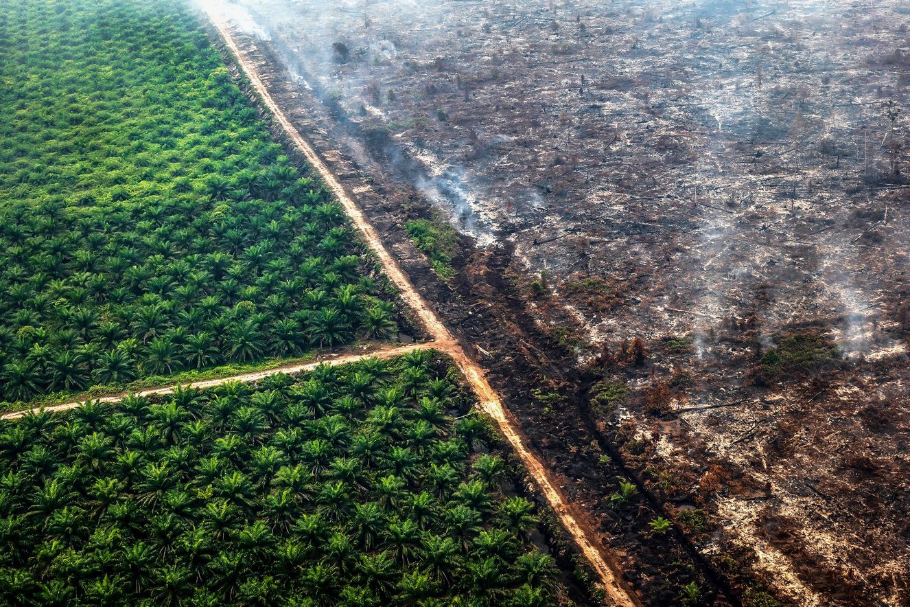 Schwelender Wald und Torfland neben einer Palmölplantage in Kamipang, Indonesien, September 2019: Studien belegen, dass die Zerstörung der Wälder in fragmentierte Flächen die Wahrscheinlichkeit erhöht, dass Viren und andere Krankheitserreger von Wildtieren auf den Menschen überspringen.