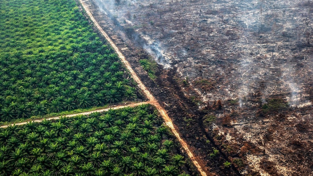 Schwelender Wald und Torfland neben einer Palmölplantage in Kamipang, Indonesien, September 2019: Studien belegen, dass die Zerstörung der Wälder in fragmentierte Flächen die Wahrscheinlichkeit erhöht, dass Viren und andere Krankheitserreger von Wildtieren auf den Menschen überspringen.