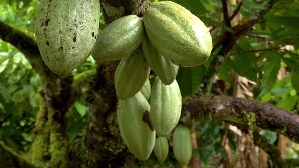 Fèves de cacao