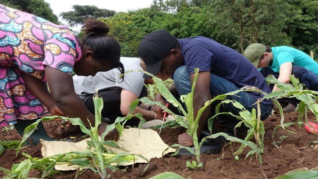 Researchers examining the soil of a planted field.