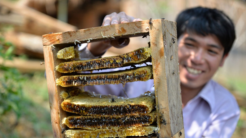 Un apiculteur laotien montre une ruche et ses alvéoles.