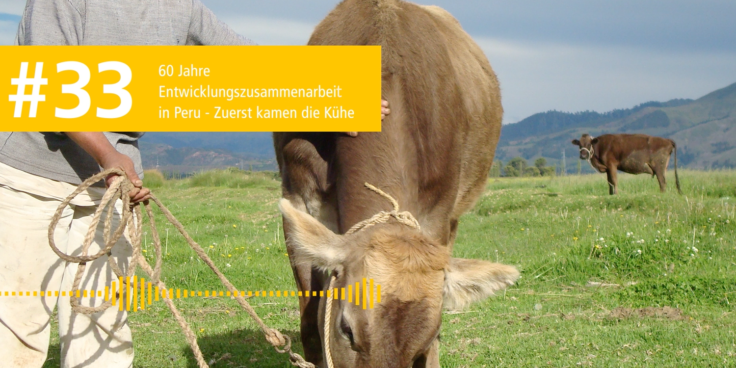 Mann posiert mit einer Kuh auf einer Wiese.