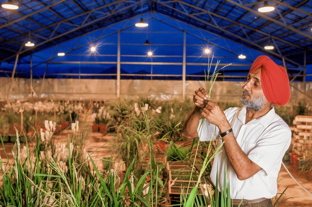 Rice is staple food in many regions of the world. This is why research in these areas, e.g. at the International Rice Research Institute in the Philippines shown below, is so important. 