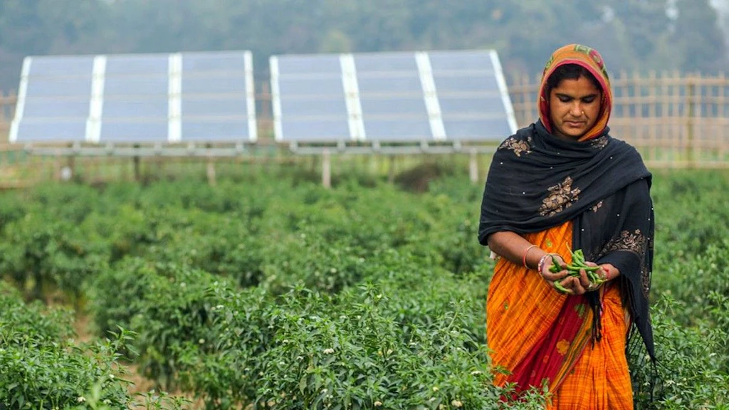 A woman in an orange sari harvesting fresh, green vegetables in an otherwise dry area. Solar panels can be seen in the background.