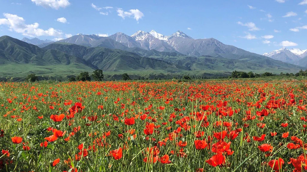A field of red flowers with snow-capped mountains in the background.