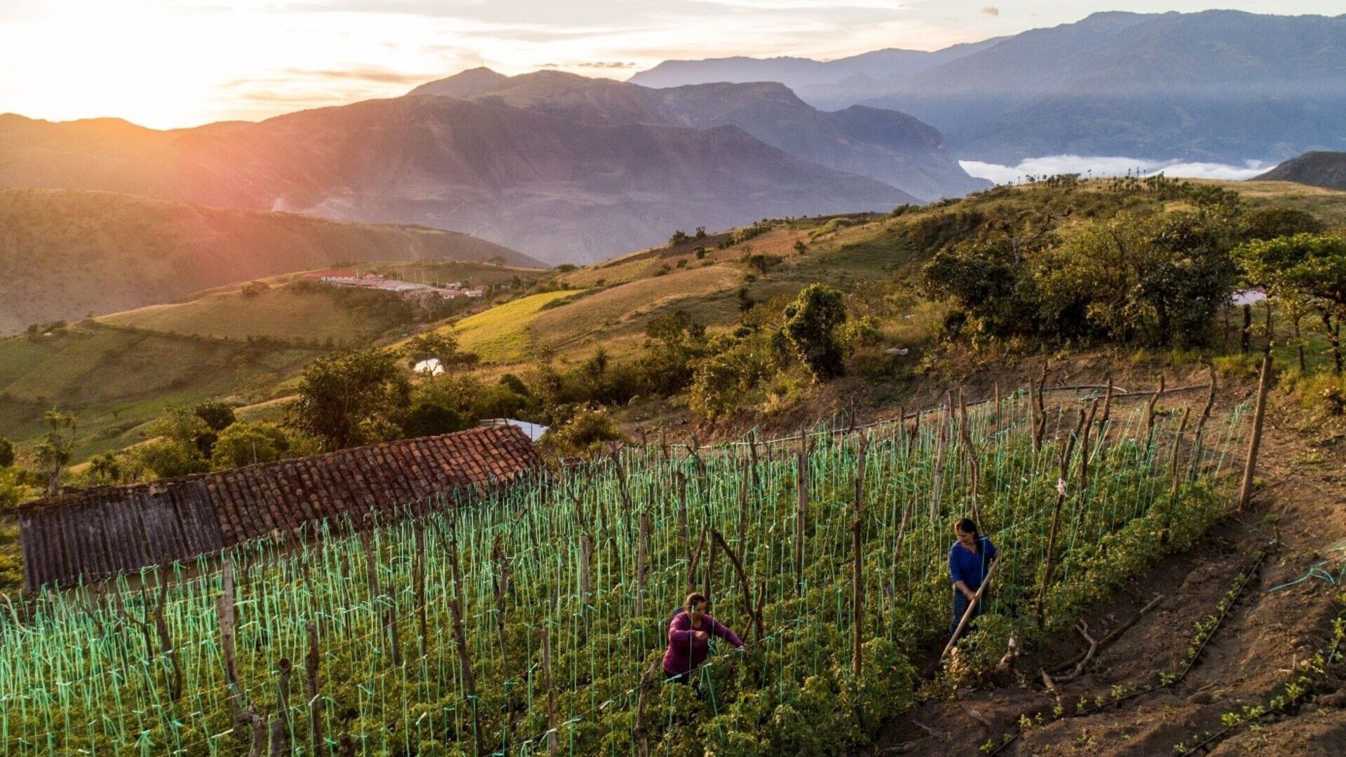 Two women cultivating the land in an agricultural field nestled in the heart of the Andes, in Ecuador, surrounded by mountains.