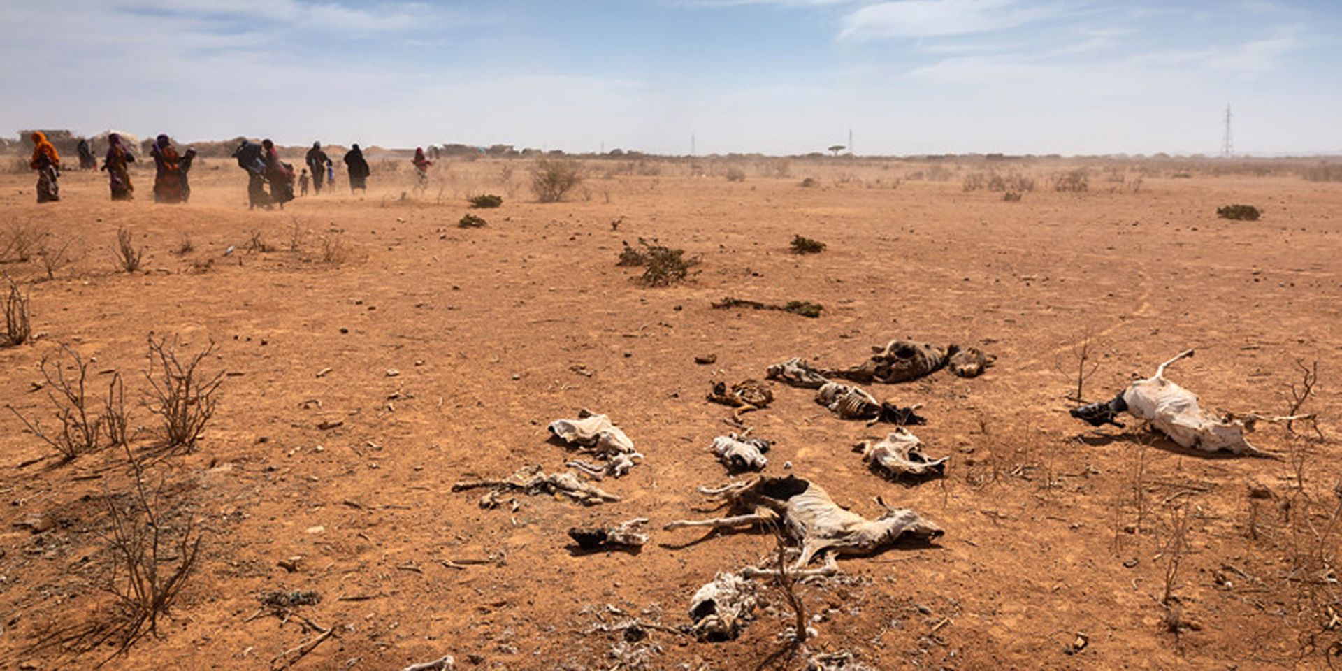 A group of women and children walk past the animal carcasses on the ground. The dust caused by the drought covers the landscape.