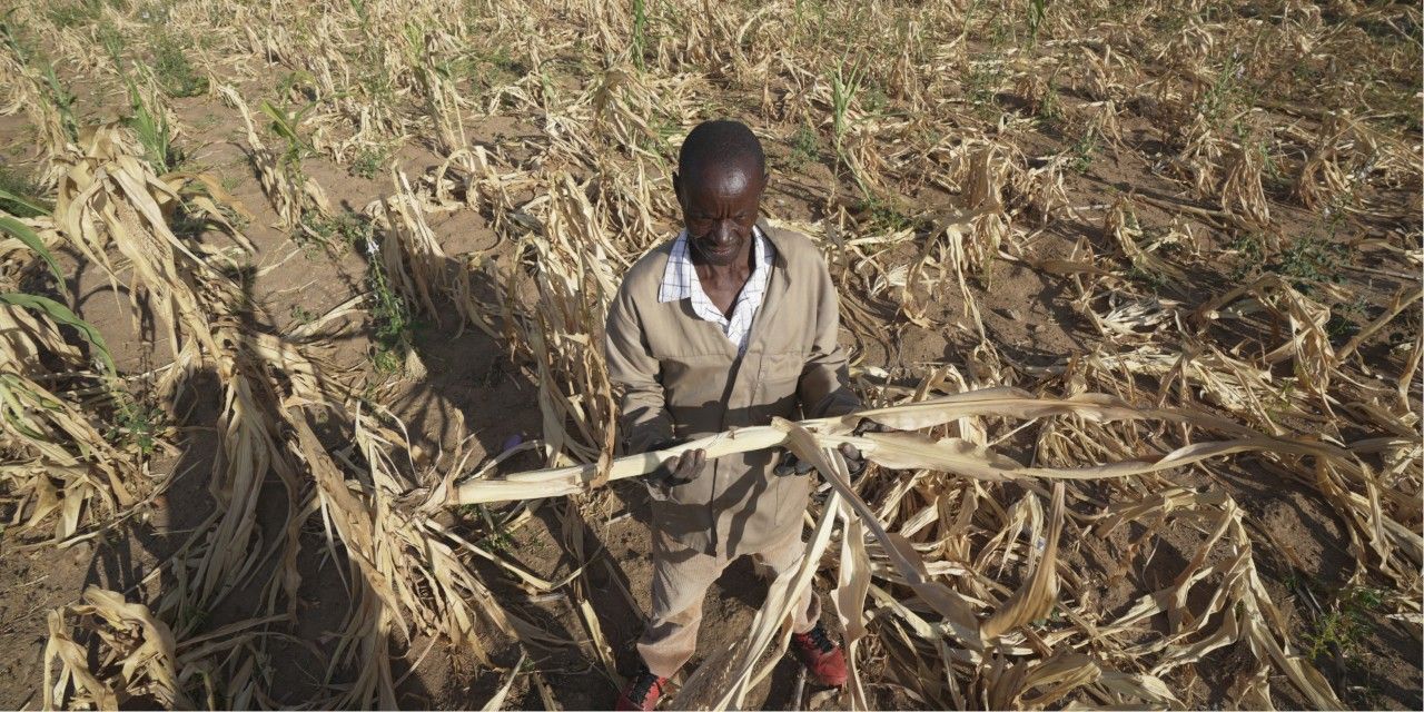 A local man stands in a withered maize field.