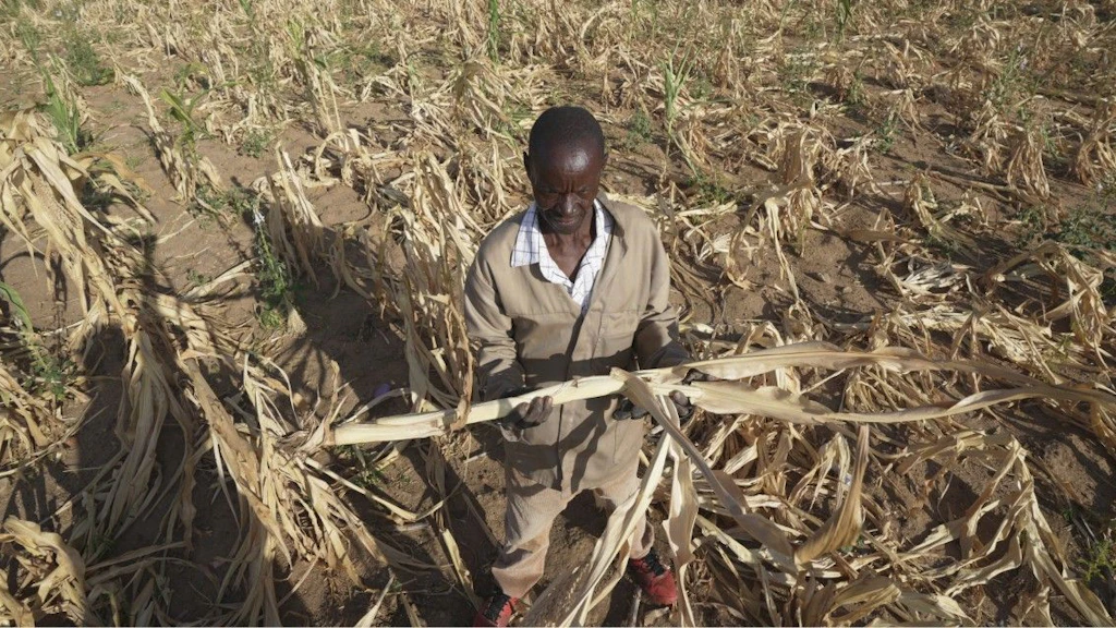 A local man stands in a withered maize field.