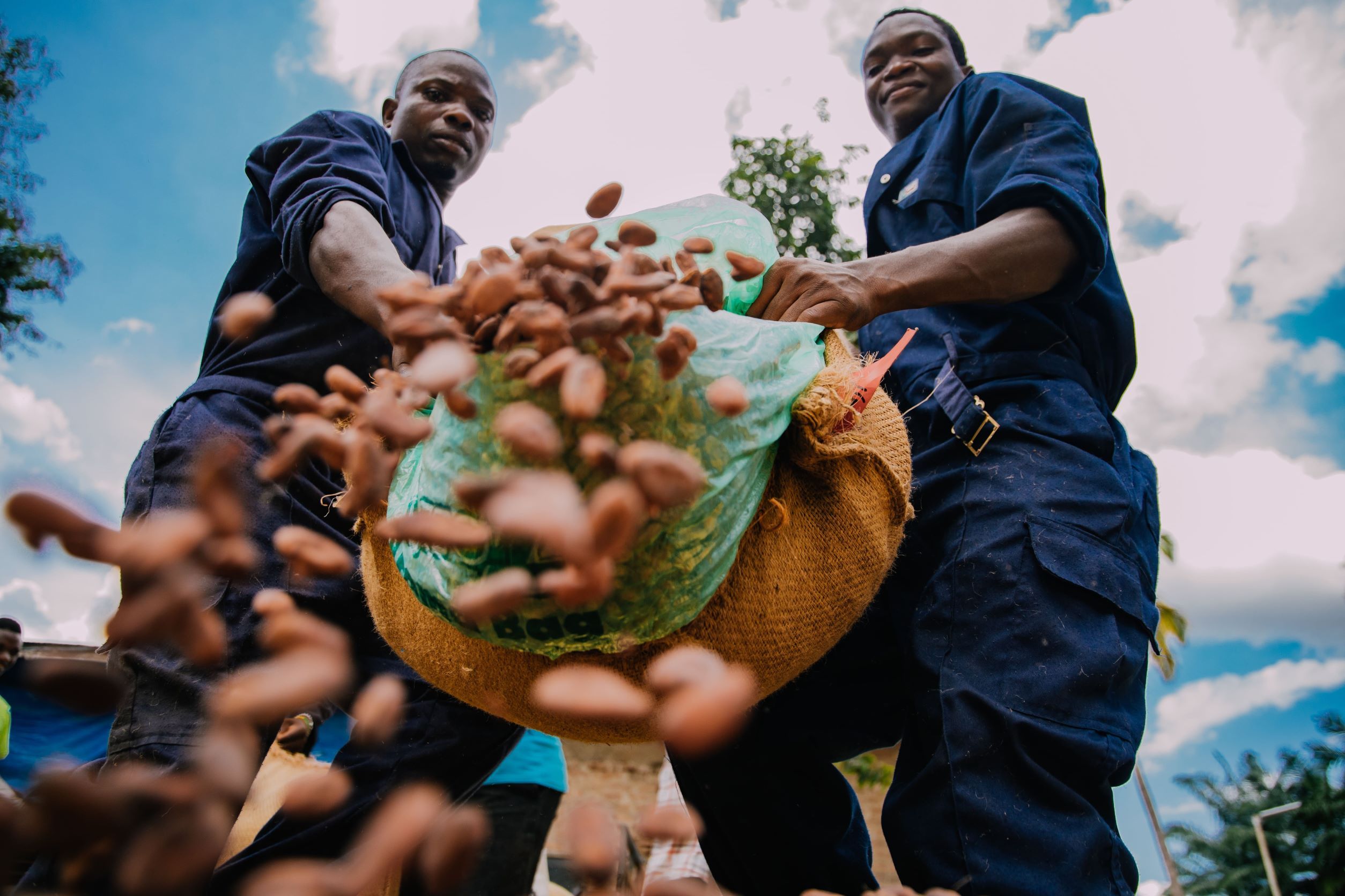 Two men pour a sack full of cocoa beans onto the camera lens.