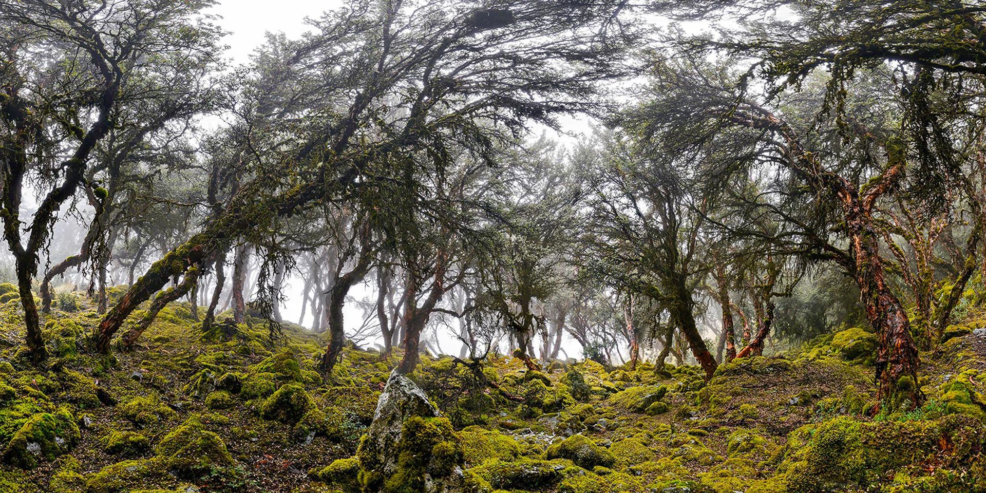 Image of a forest on a mountainside