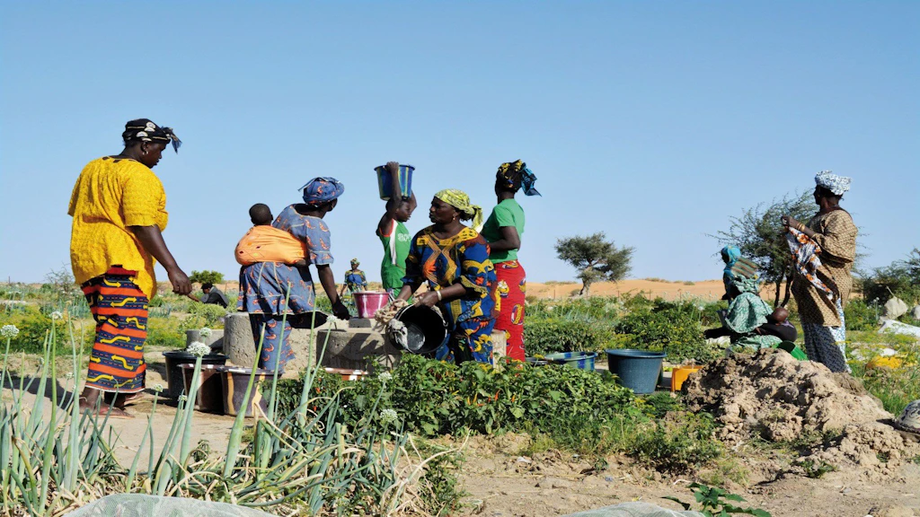 Women carry out market gardening activities in an agricultural field.