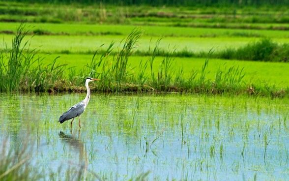 A heron standing in the rice fields in the Bregalnica region.