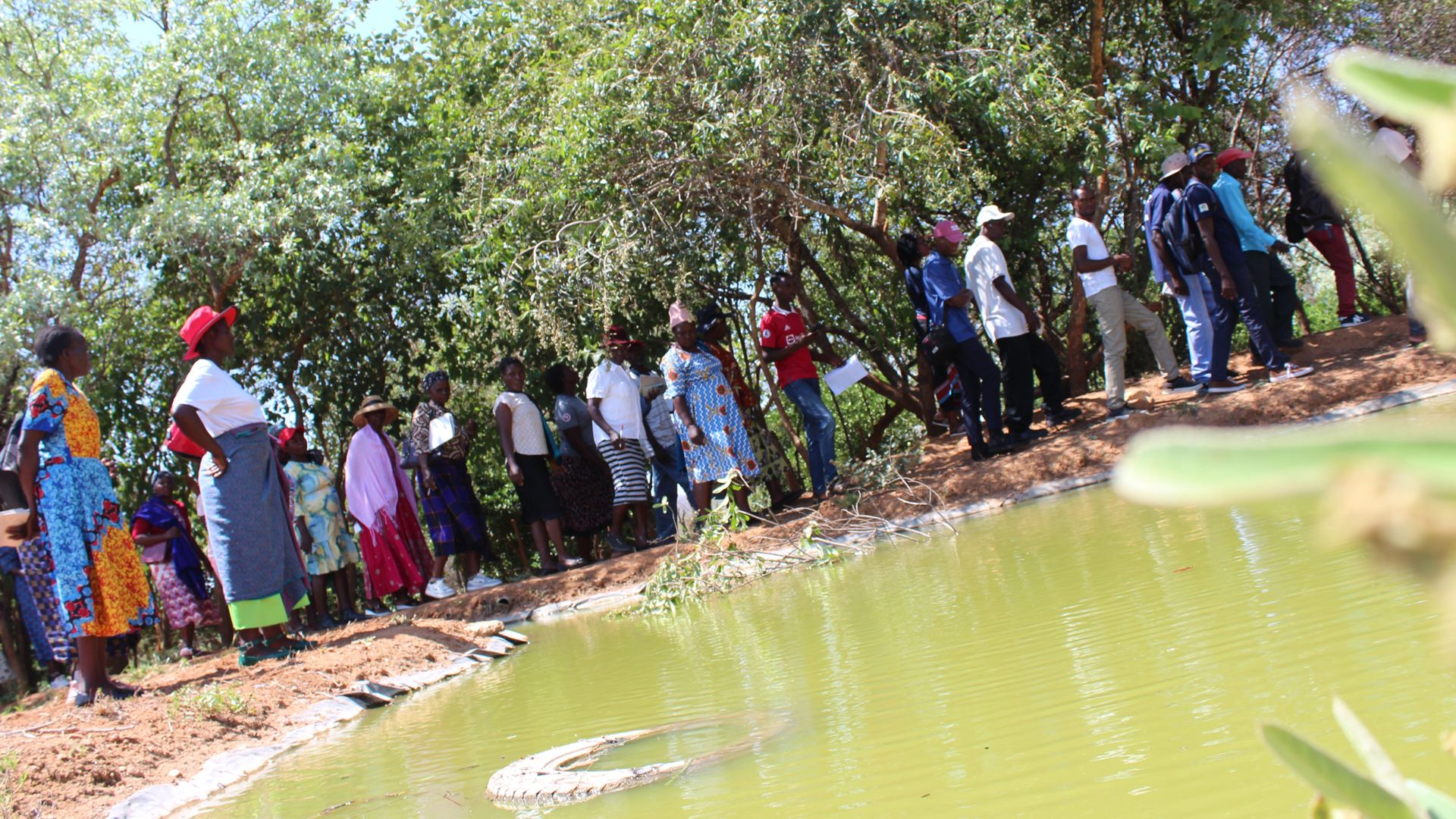 People are standing around a green-coloured fish pond. Some branches and half a tyre are protruding from the water.