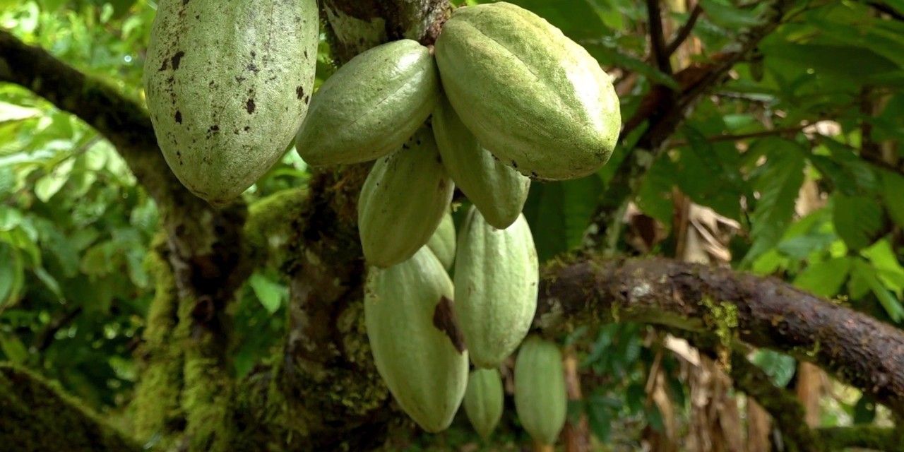 Cocoa beans
