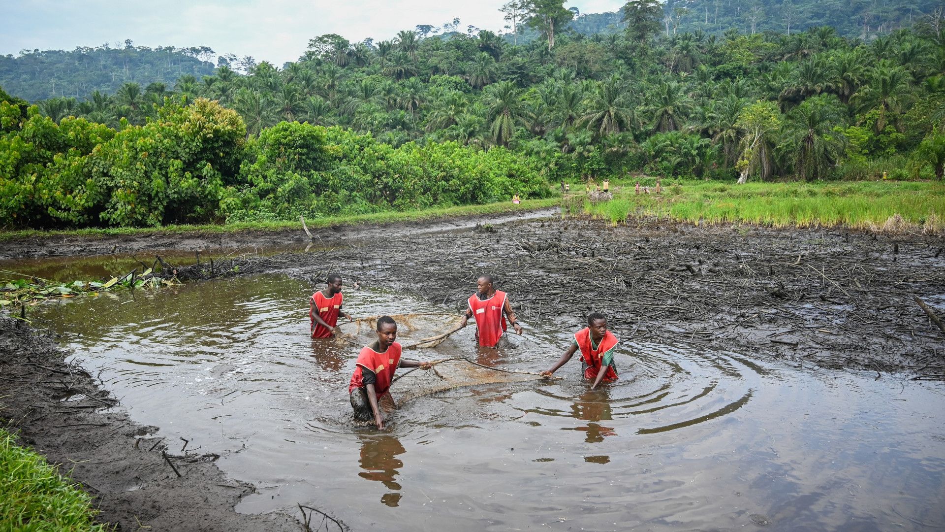 Four people in red vests are setting traps at the bottom of a pond to catch fish. 