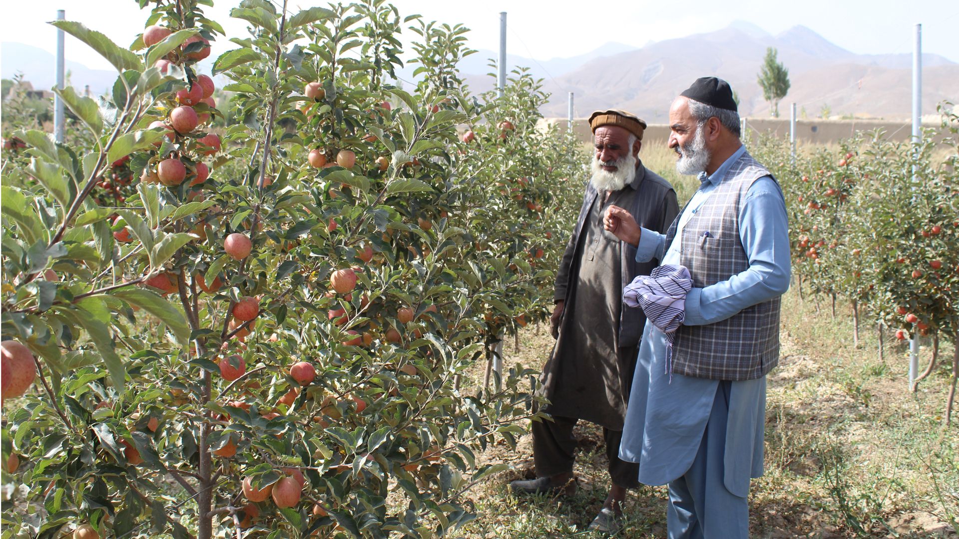 Two smallholder farmers standing in an apple orchard.