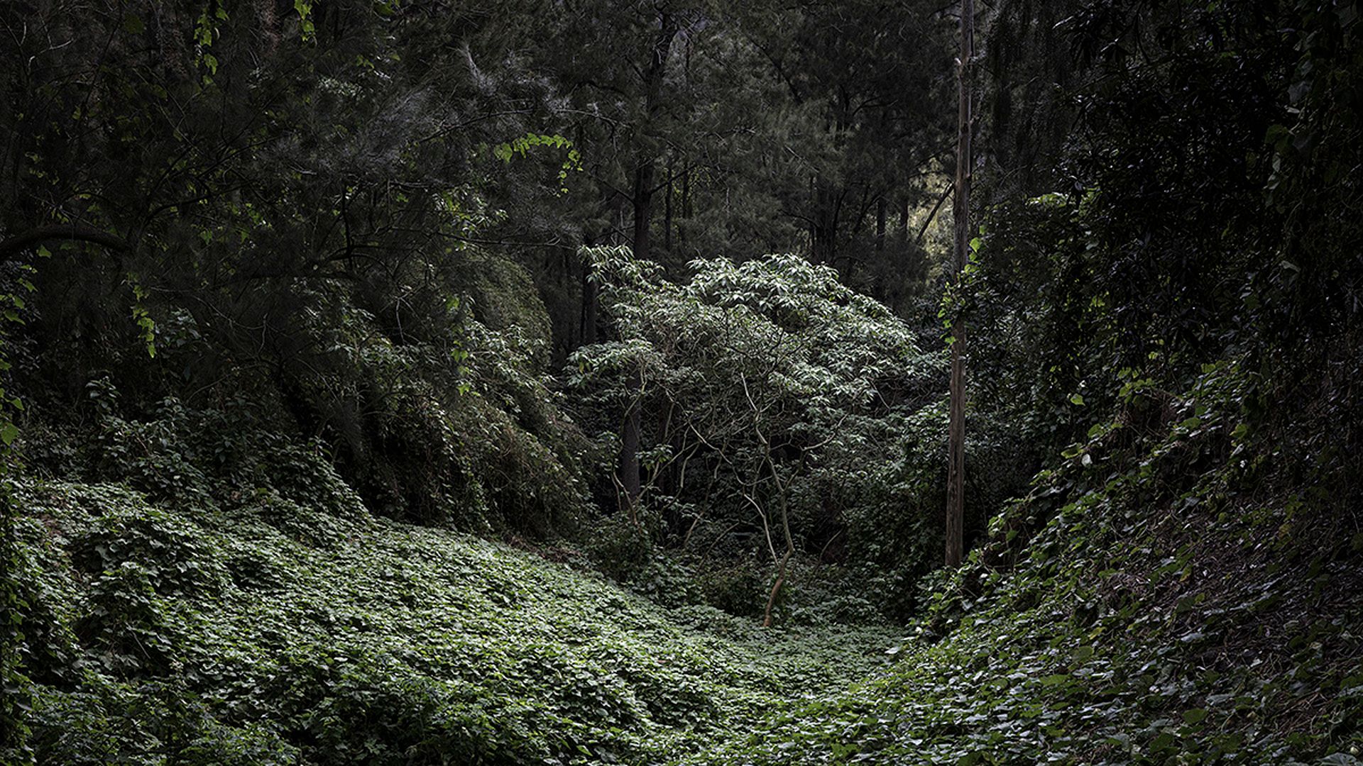 A small clearing in the dense forest, Mafate, 2021, from the series Vivants 2018-2022