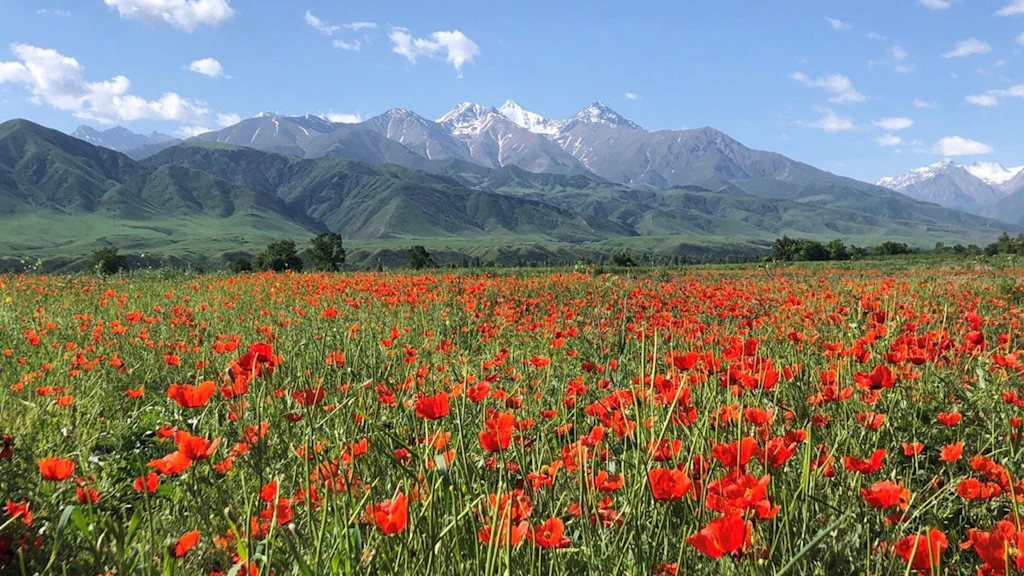  Des sommets enneigés se découpent en arrière-plan d'un champ de coquelicots. 