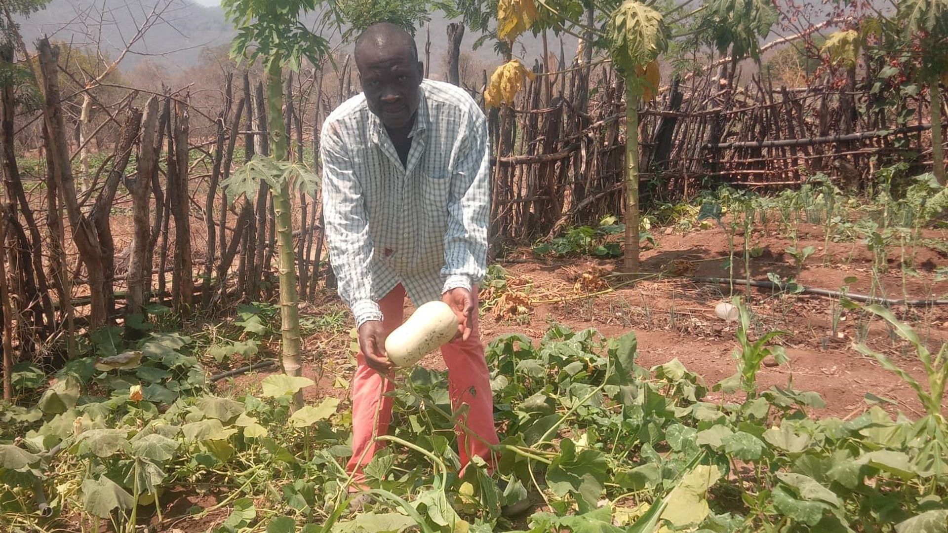 Un homme portant un pantalon rouge et une chemise à carreaux se tient au milieu d’un jardin rempli de plantes et d’arbustes. Il tient un légume blanc entre les mains.