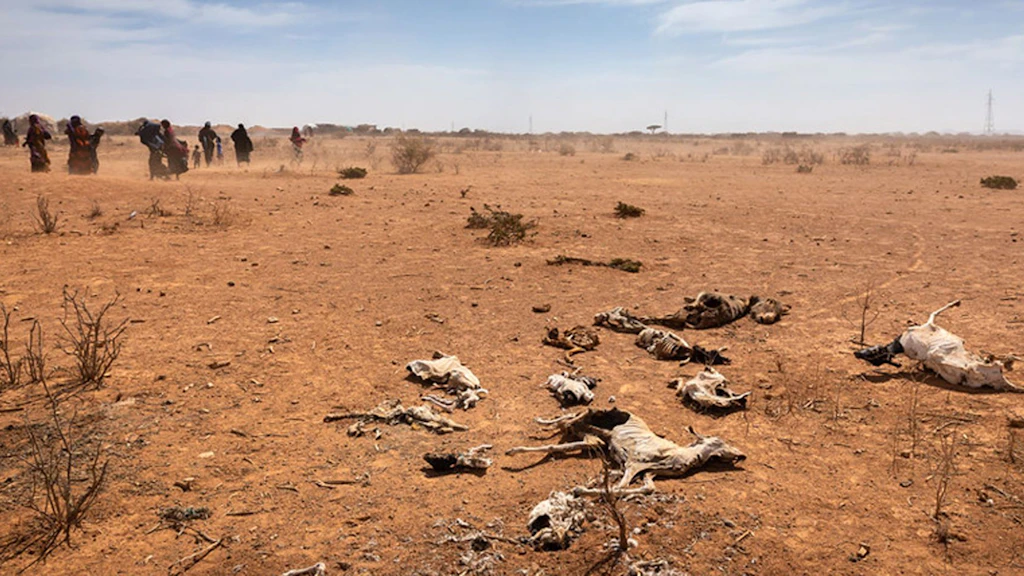 Un groupe de femmes et d’enfants passent devant les carcasses d’animaux sur le sol. La poussière due à la sécheresse envahit le paysage.