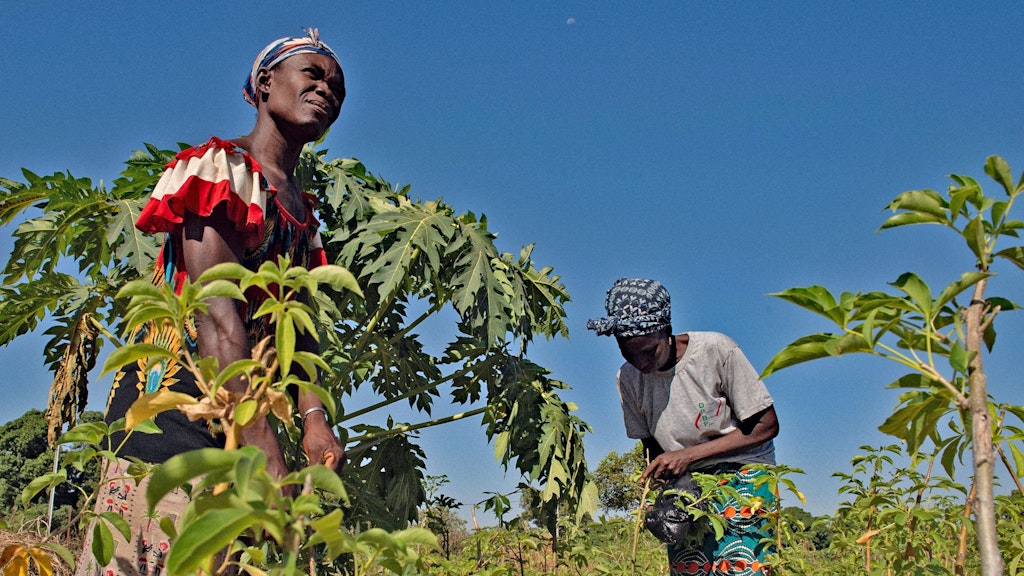 Deux femmes vêtues de robes colorées se tiennent dans un champ et touchent les plantes.
