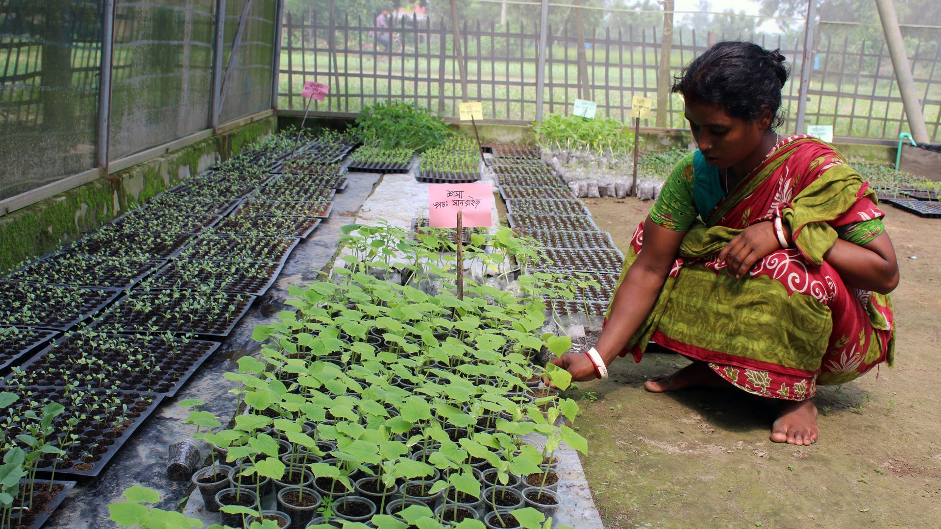 Une femme est accroupie dans une serre abritant des plants de légumes.
