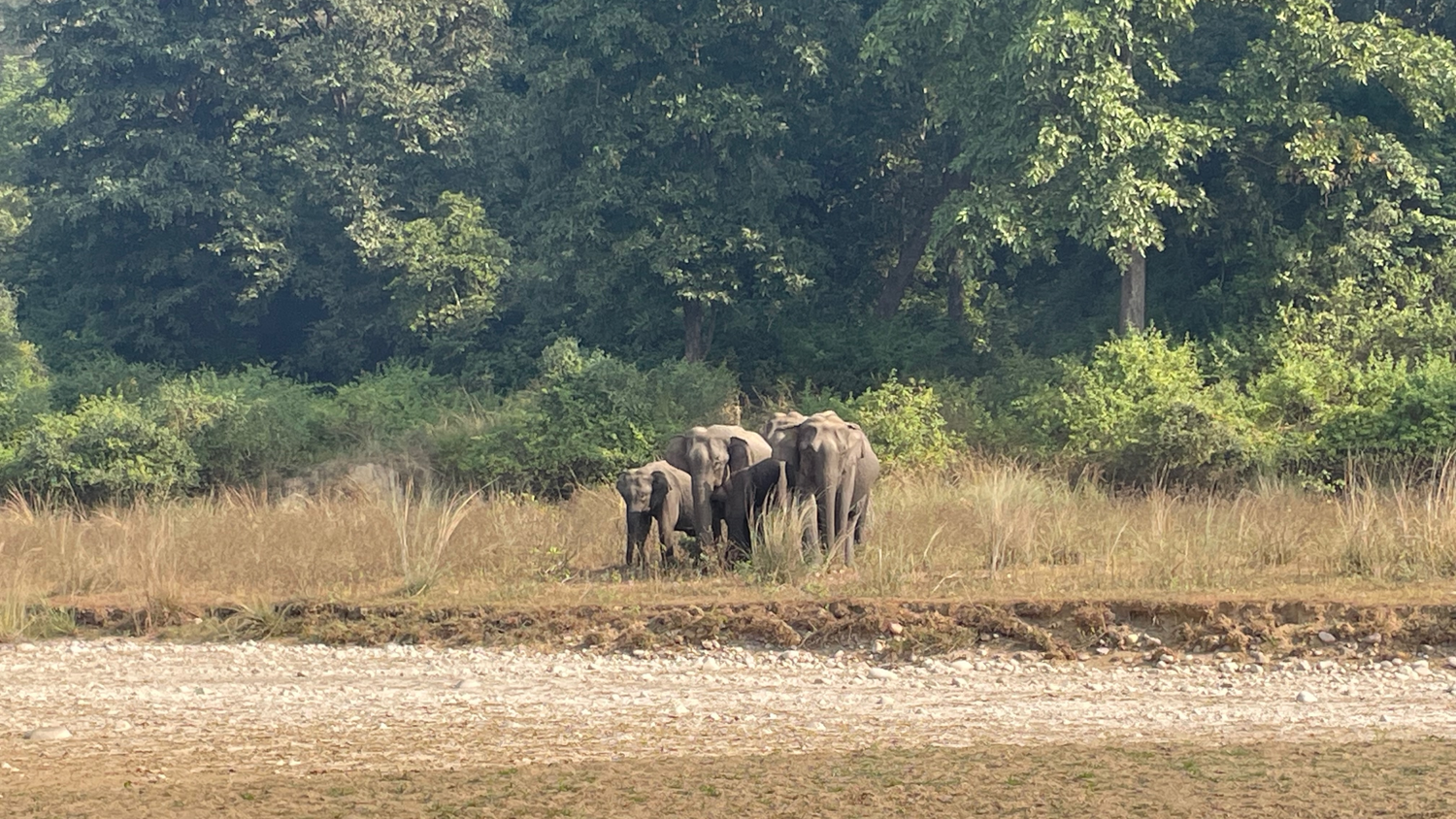 Trois éléphants sont couchés dans l'herbe au bord de la route, derrière eux se trouvent des arbres.