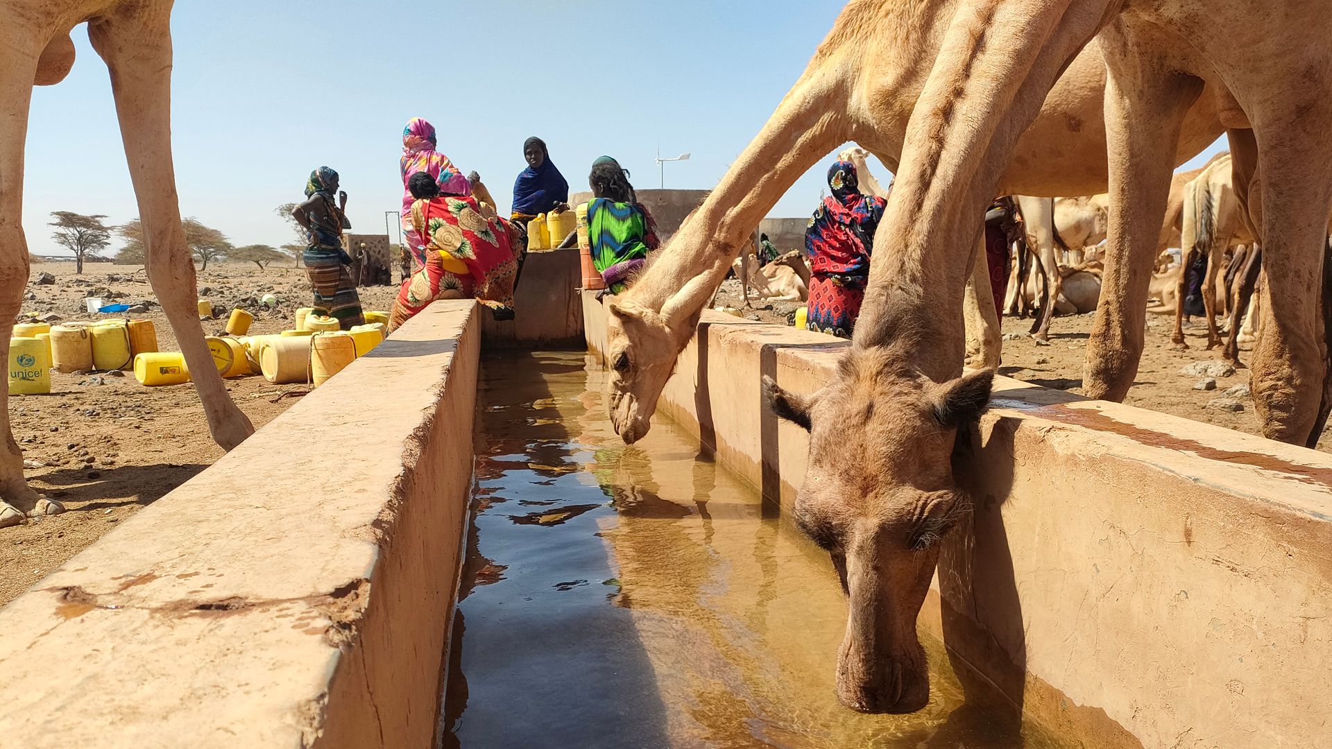 Des chameaux s’abreuvent à la fontaine d’un village. En arrière-plan, des femmes et des bidons d’eau se détachent sur fond de paysage désertique.