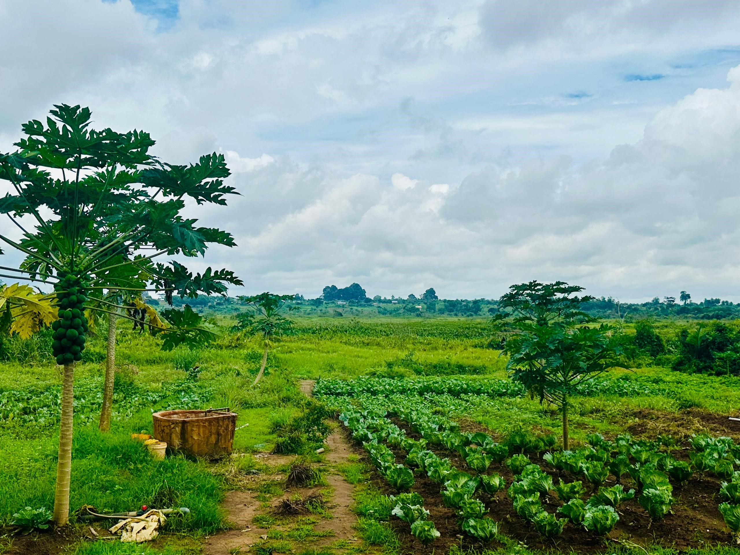 Un paesaggio verde con un campo in Benin