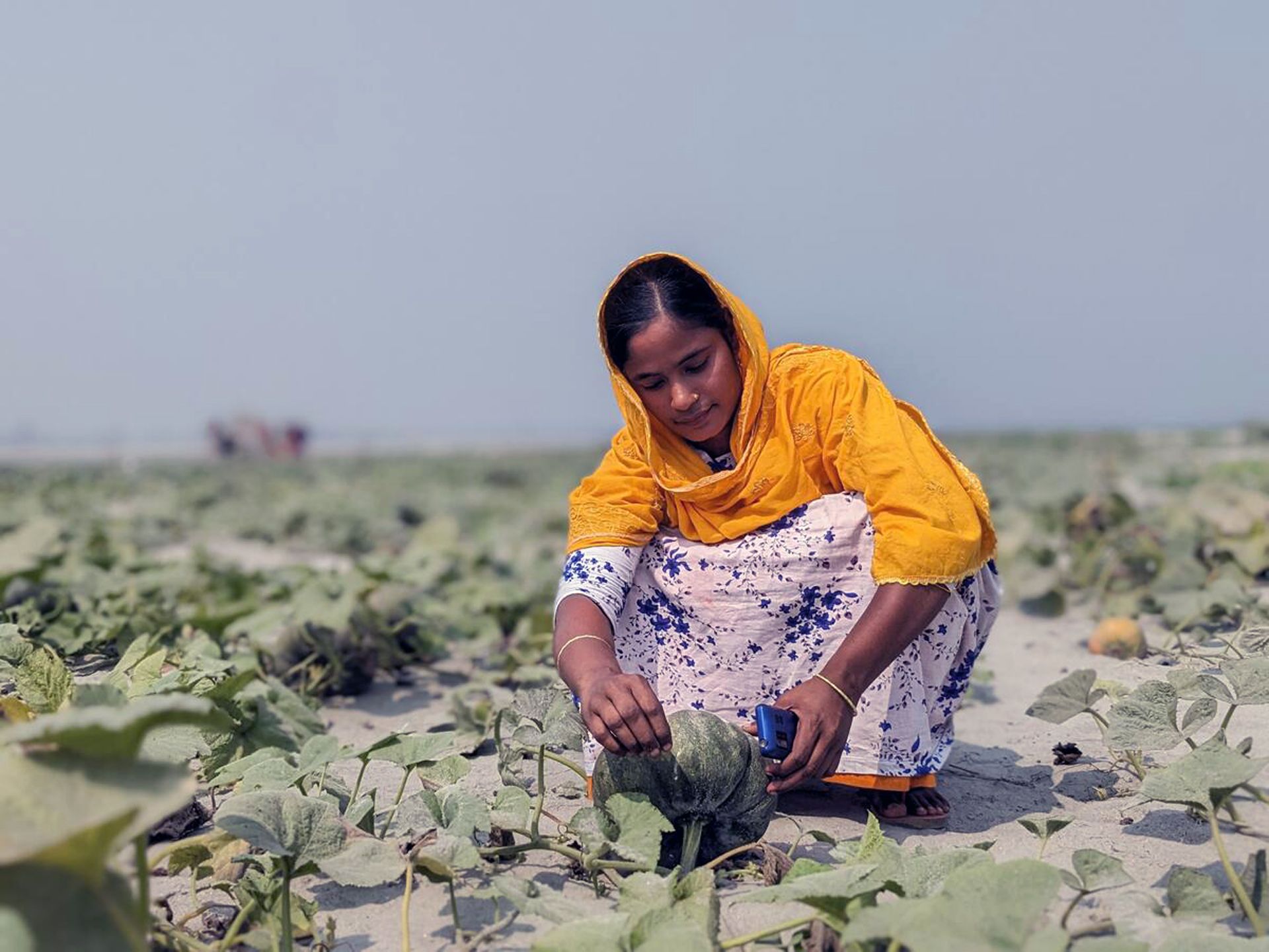 Un agricoltore in Bangladesh si accovaccia nel campo ed esamina una zucca.