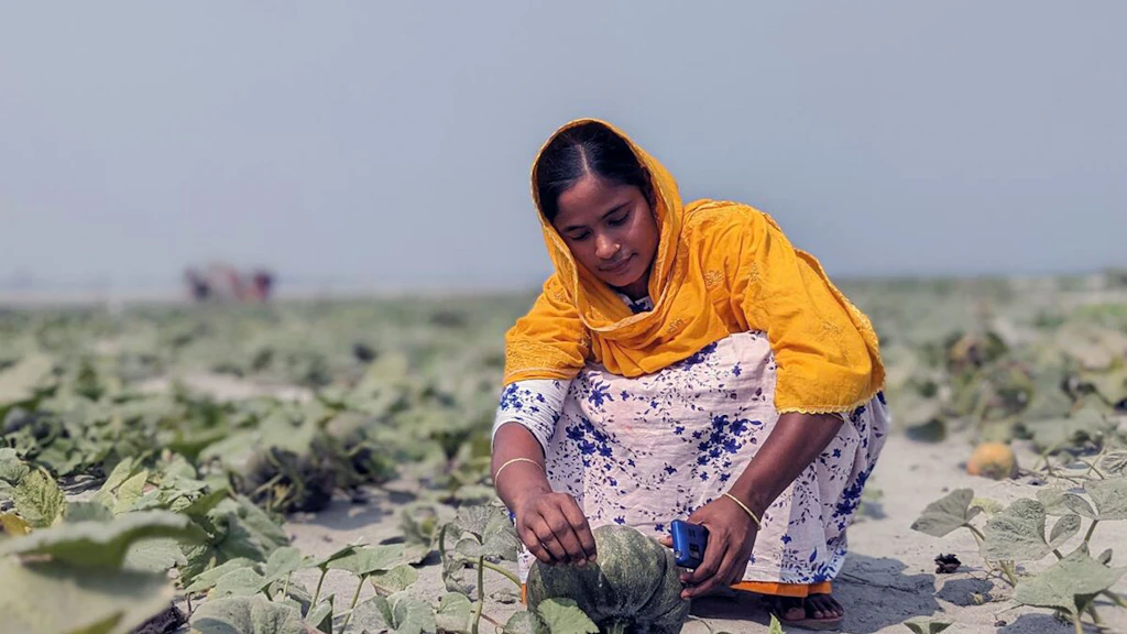 Un agricoltore in Bangladesh si accovaccia nel campo ed esamina una zucca.