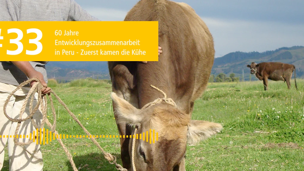 Un uomo posa con una mucca in un prato.