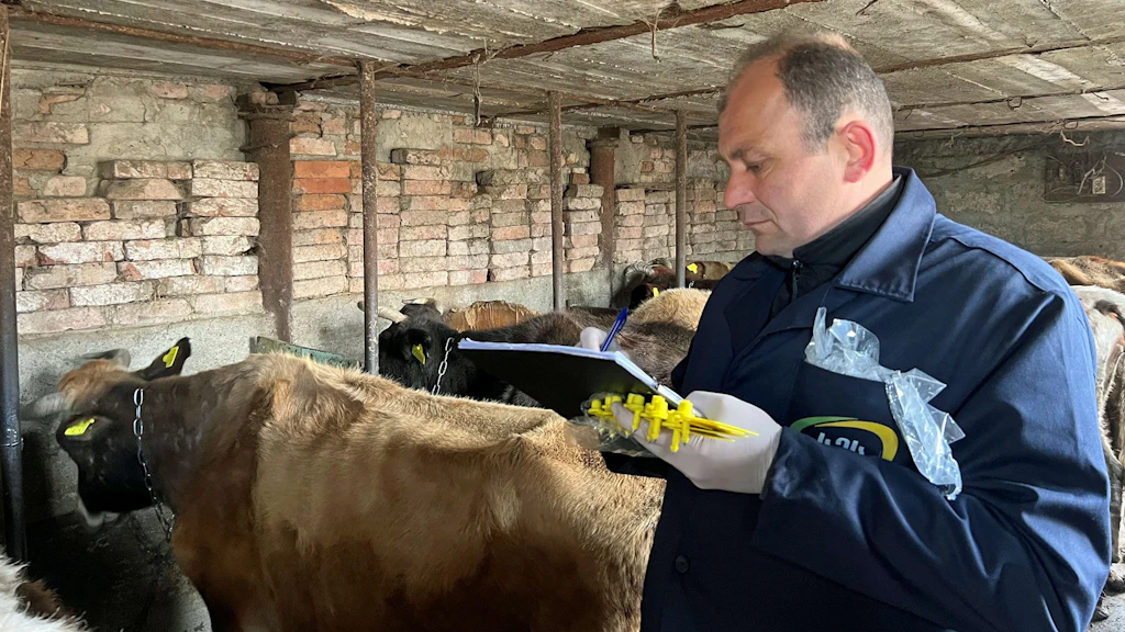 Un uomo in una stalla davanti a una mucca sta compilando un modulo.