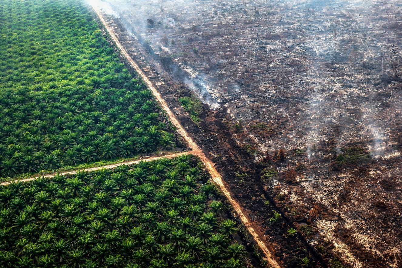 Settembre 2019, foresta in fiamme vicino a una piantagione di palme da olio, a Kamipang, in Indonesia. Vari studi dimostrano che la distruzione dei boschi aumenta la probabilità di trasmissione di virus e altri agenti patogeni dalla fauna selvatica all'essere umano.