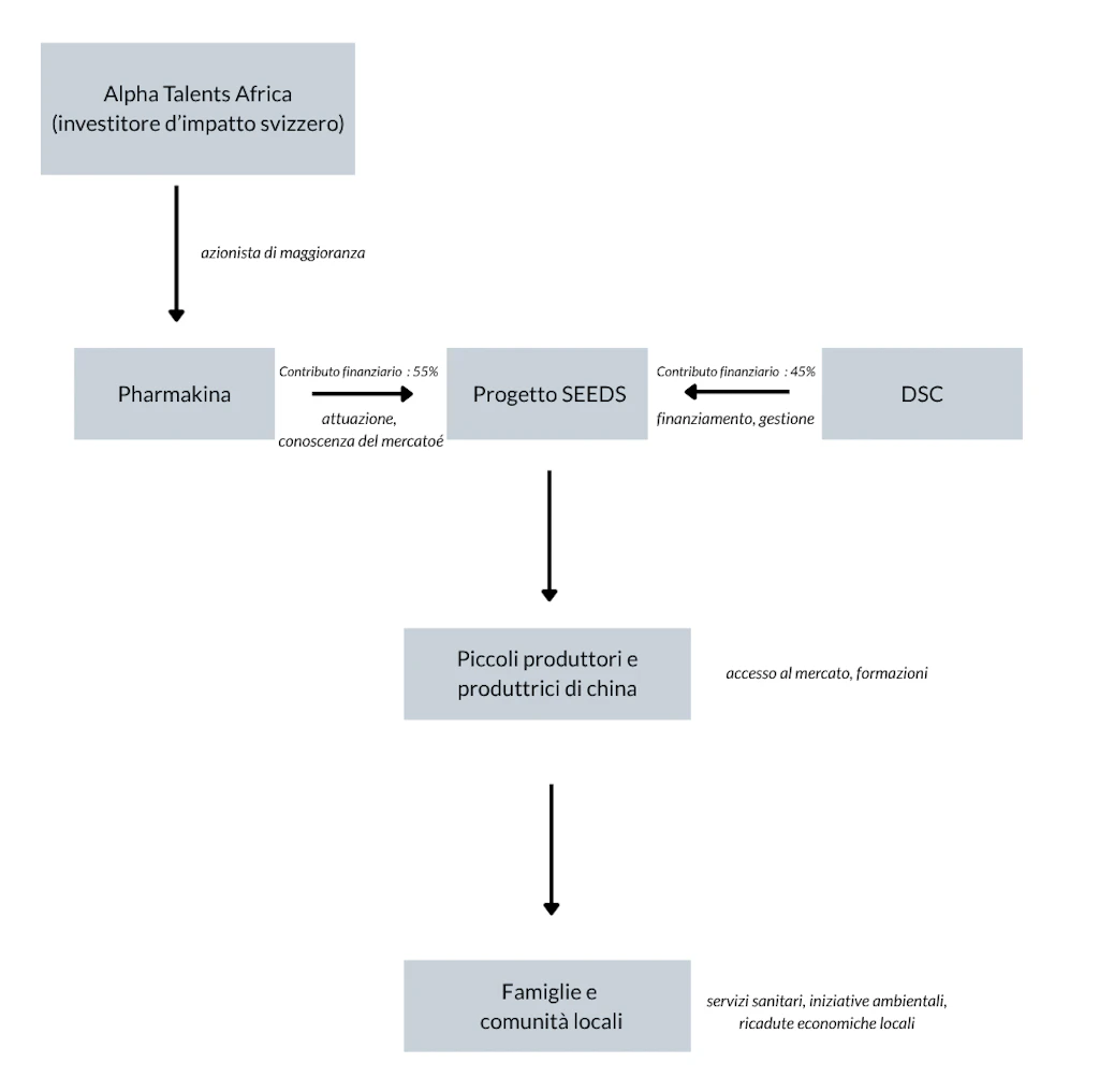 Il grafico mostra come DSC, Pharmakina e AlphaTalents Africa sono collegati al progetto SEEDS e come ne beneficiano i produttori e le comunità locali.